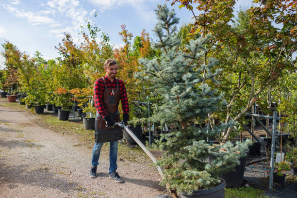 Professional Tree Removal and Landscaping Services in Markham, IL